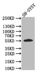 AKT Pan Antibody in Western Blot (WB)