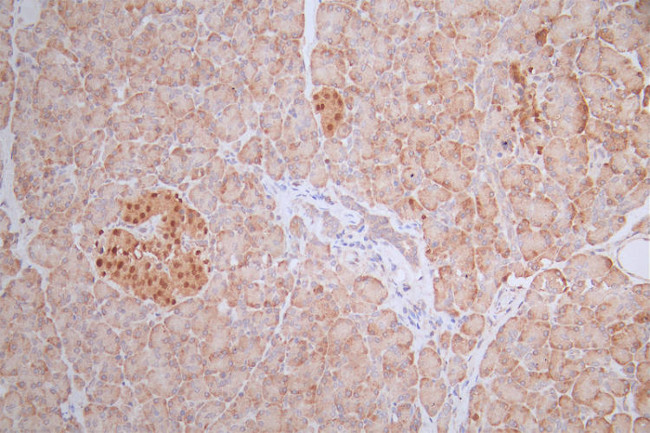 PAX6 Antibody in Immunohistochemistry (Paraffin) (IHC (P))