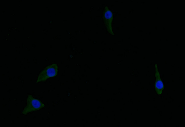 ASS1 Antibody in Immunocytochemistry (ICC/IF)