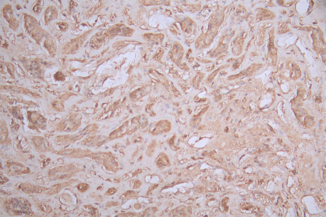 ASS1 Antibody in Immunohistochemistry (Paraffin) (IHC (P))