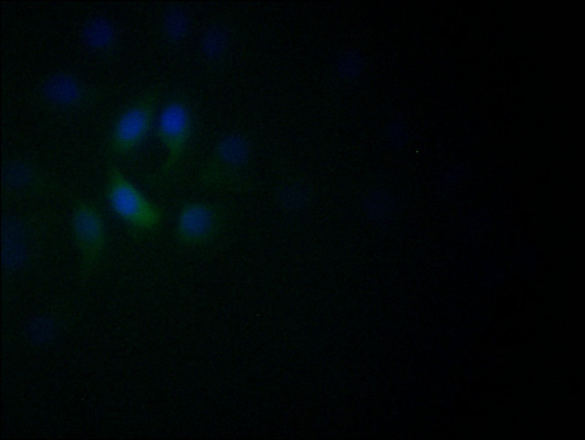 NeuroD1 Antibody in Immunocytochemistry (ICC/IF)