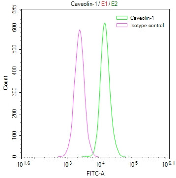 Caveolin 1 Antibody in Flow Cytometry (Flow)