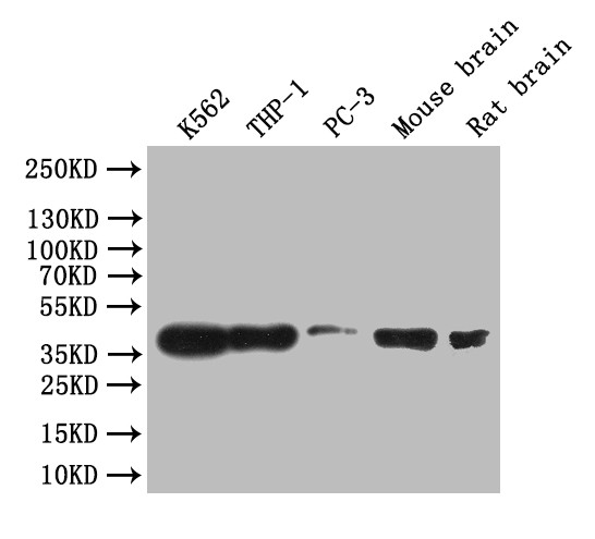 CREB Antibody in Western Blot (WB)