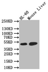 HNF4A Antibody in Western Blot (WB)