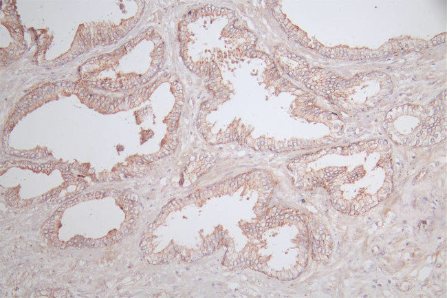 Claudin 5 Antibody in Immunohistochemistry (Paraffin) (IHC (P))