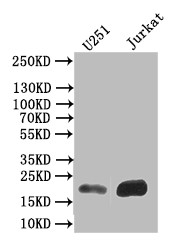 Ferritin Heavy Chain Antibody in Western Blot (WB)