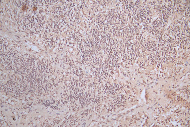 alpha Synuclein Antibody in Immunohistochemistry (Paraffin) (IHC (P))