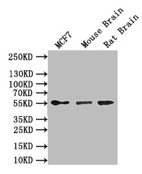 GFAP Antibody in Western Blot (WB)