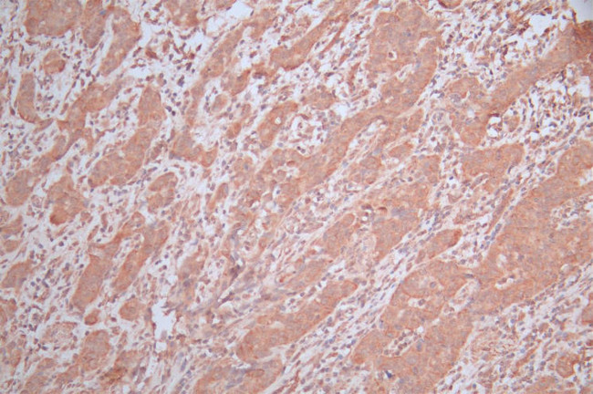 EDAR Antibody in Immunohistochemistry (Paraffin) (IHC (P))