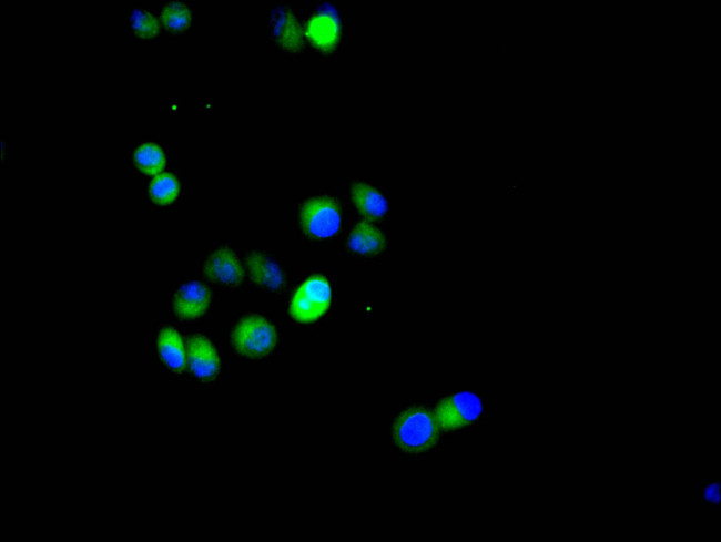 HIF1A Antibody in Immunocytochemistry (ICC/IF)