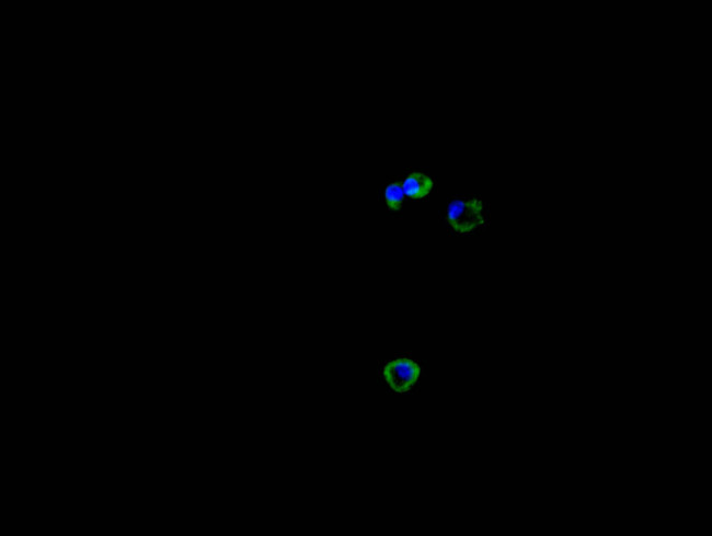 CTLA-4 Antibody in Immunocytochemistry (ICC/IF)