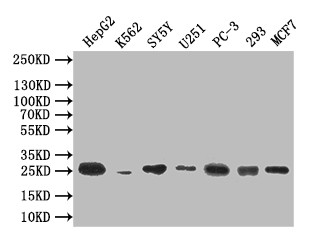 CTLA-4 Antibody in Western Blot (WB)