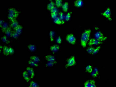 CD273 (B7-DC) Antibody in Immunocytochemistry (ICC/IF)