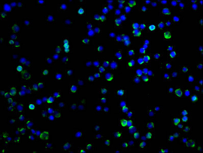 CD273 (B7-DC) Antibody in Immunocytochemistry (ICC/IF)