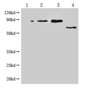 M13 Phage coat protein Antibody in Western Blot (WB)