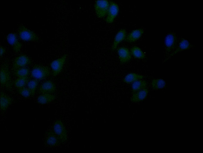 Flotillin 1 Antibody in Immunocytochemistry (ICC/IF)