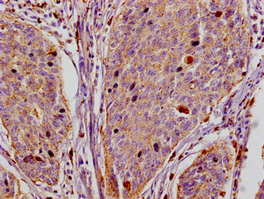 Flotillin 1 Antibody in Immunohistochemistry (Paraffin) (IHC (P))