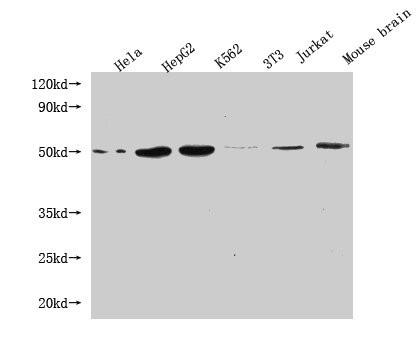 Flotillin 1 Antibody in Western Blot (WB)