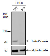 beta Catenin Antibody in Western Blot (WB)