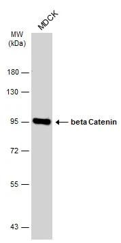 beta Catenin Antibody in Western Blot (WB)