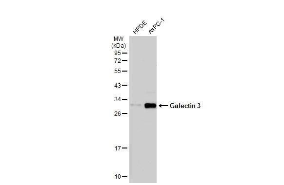 Galectin 3 Antibody in Western Blot (WB)