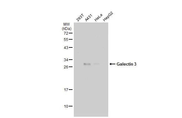 Galectin 3 Antibody in Western Blot (WB)