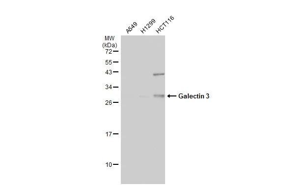 Galectin 3 Antibody in Western Blot (WB)