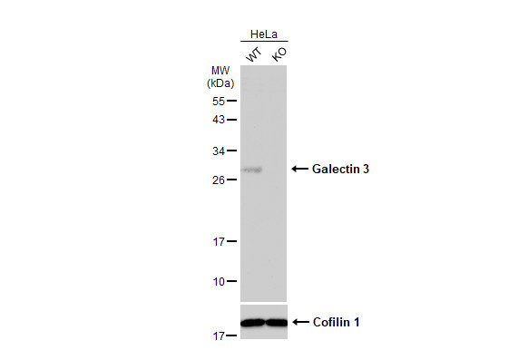 Galectin 3 Antibody in Western Blot (WB)