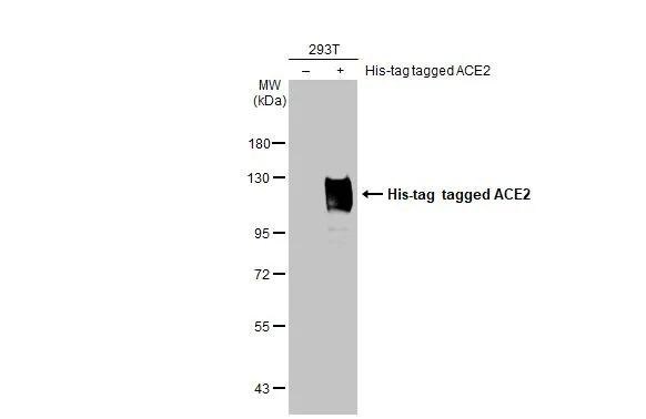 ACE2 Antibody in Western Blot (WB)