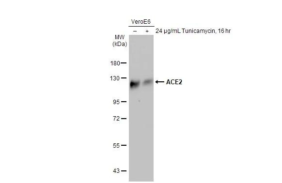 ACE2 Antibody in Western Blot (WB)