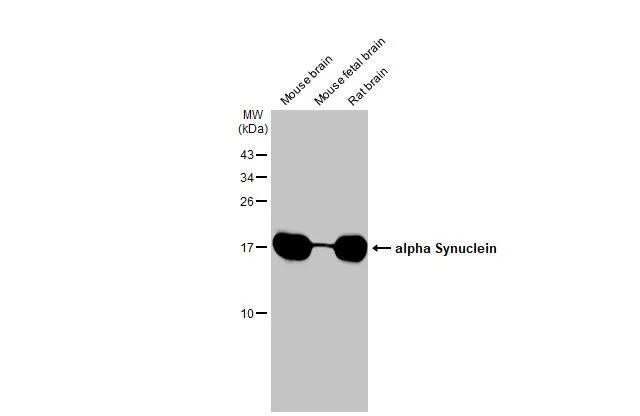 alpha Synuclein Antibody in Western Blot (WB)