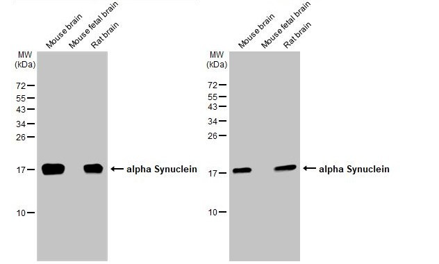alpha Synuclein Antibody in Western Blot (WB)