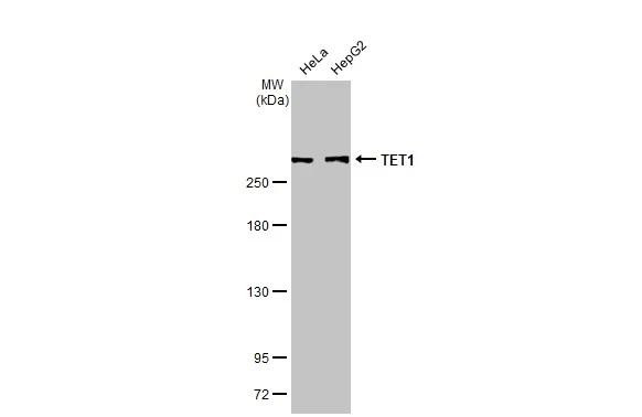 TET1 Antibody in Western Blot (WB)