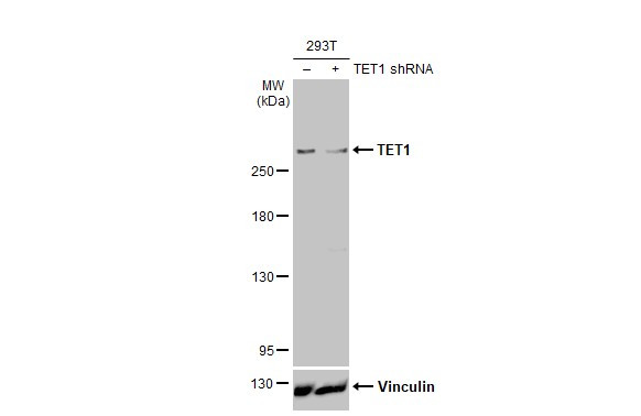 TET1 Antibody in Western Blot (WB)