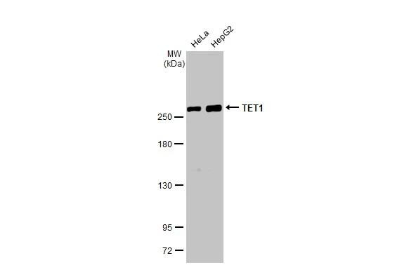 TET1 Antibody in Western Blot (WB)