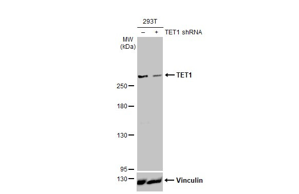 TET1 Antibody in Western Blot (WB)