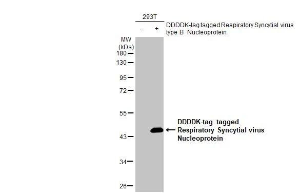 RSV NP Antibody in Western Blot (WB)