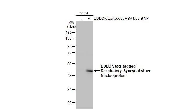 RSV NP Antibody in Western Blot (WB)