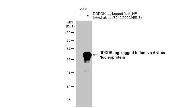 Influenza A H5N8 HA (A/Astrakhan/3212/2020) Antibody in Western Blot (WB)