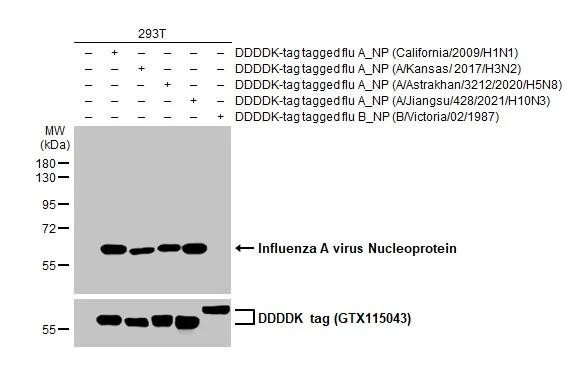 Influenza A H5N8 HA (A/Astrakhan/3212/2020) Antibody in Western Blot (WB)