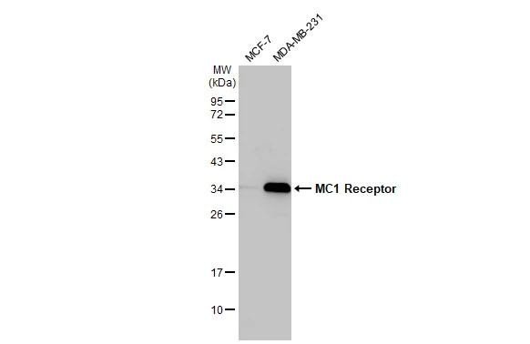 MC1R Antibody in Western Blot (WB)