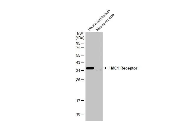 MC1R Antibody in Western Blot (WB)