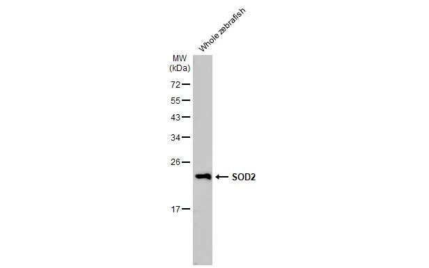 SOD2 Antibody in Western Blot (WB)