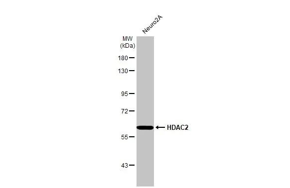 HDAC2 Antibody in Western Blot (WB)