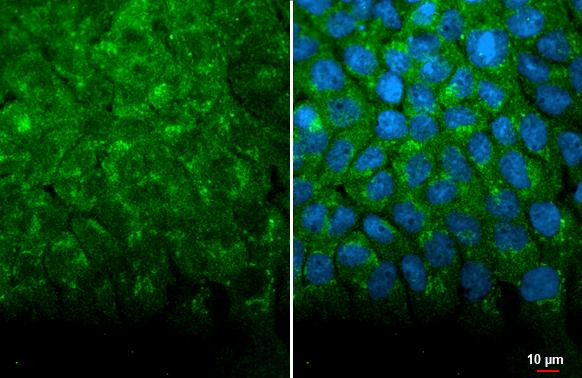 HSP70 Antibody in Immunocytochemistry (ICC/IF)