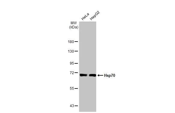 HSP70 Antibody in Western Blot (WB)