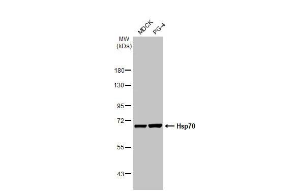 HSP70 Antibody in Western Blot (WB)