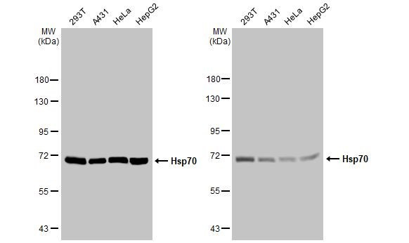 HSP70 Antibody in Western Blot (WB)