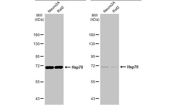 HSP70 Antibody in Western Blot (WB)