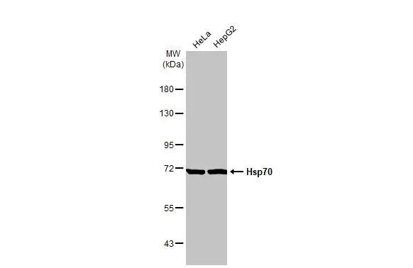 HSP70 Antibody in Western Blot (WB)